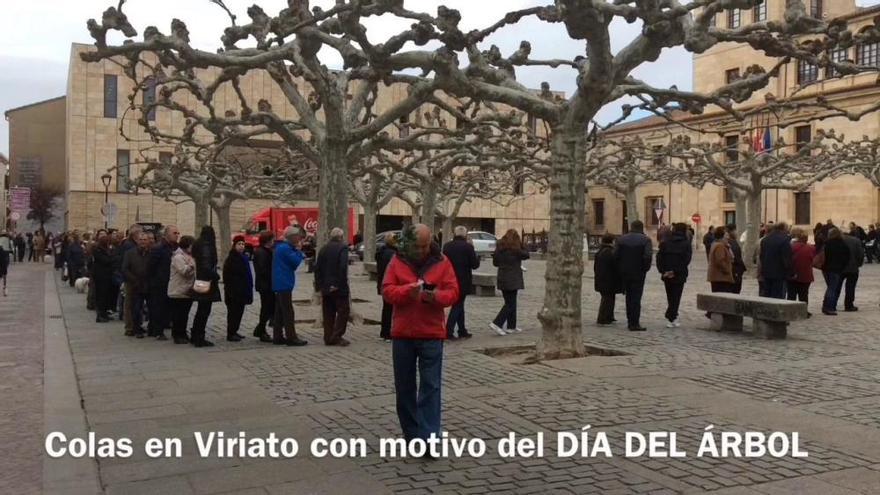 Día del Árbol en la plaza de Viriato