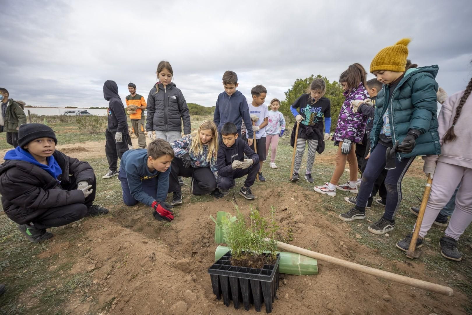 Jornada escolar plantación de especies autóctonas junto al parque natural de las lagunas de Torrevieja y La Mata