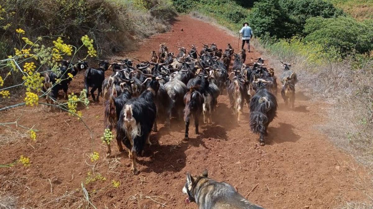 ‘Cabras bombero’ contra el rabo de gato y los incendios forestales en Tenerife