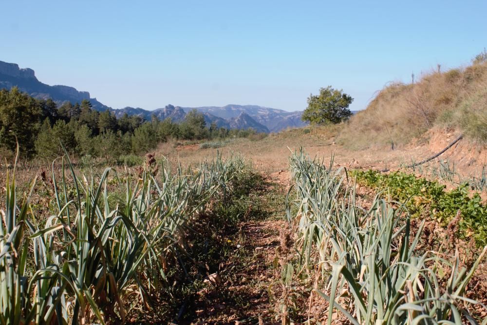 Horta d'Alçada a Guixers