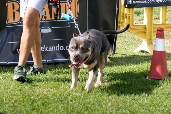 II Feria de Mascotas en Maspalomas