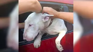 Rompen las ventanillas de dos coches para salvar a unos perros encerrados de achicharrarse al sol