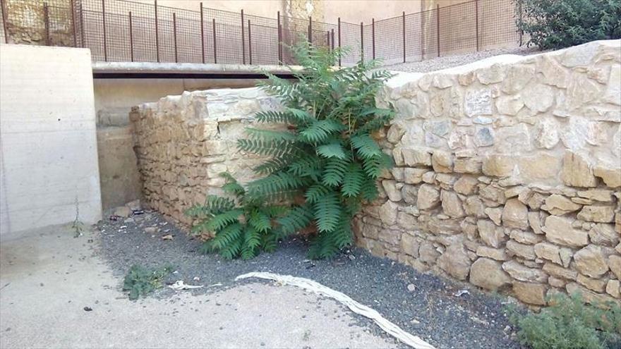 Un vecino toma la iniciativa de limpiar la muralla del siglo XIII de Badajoz