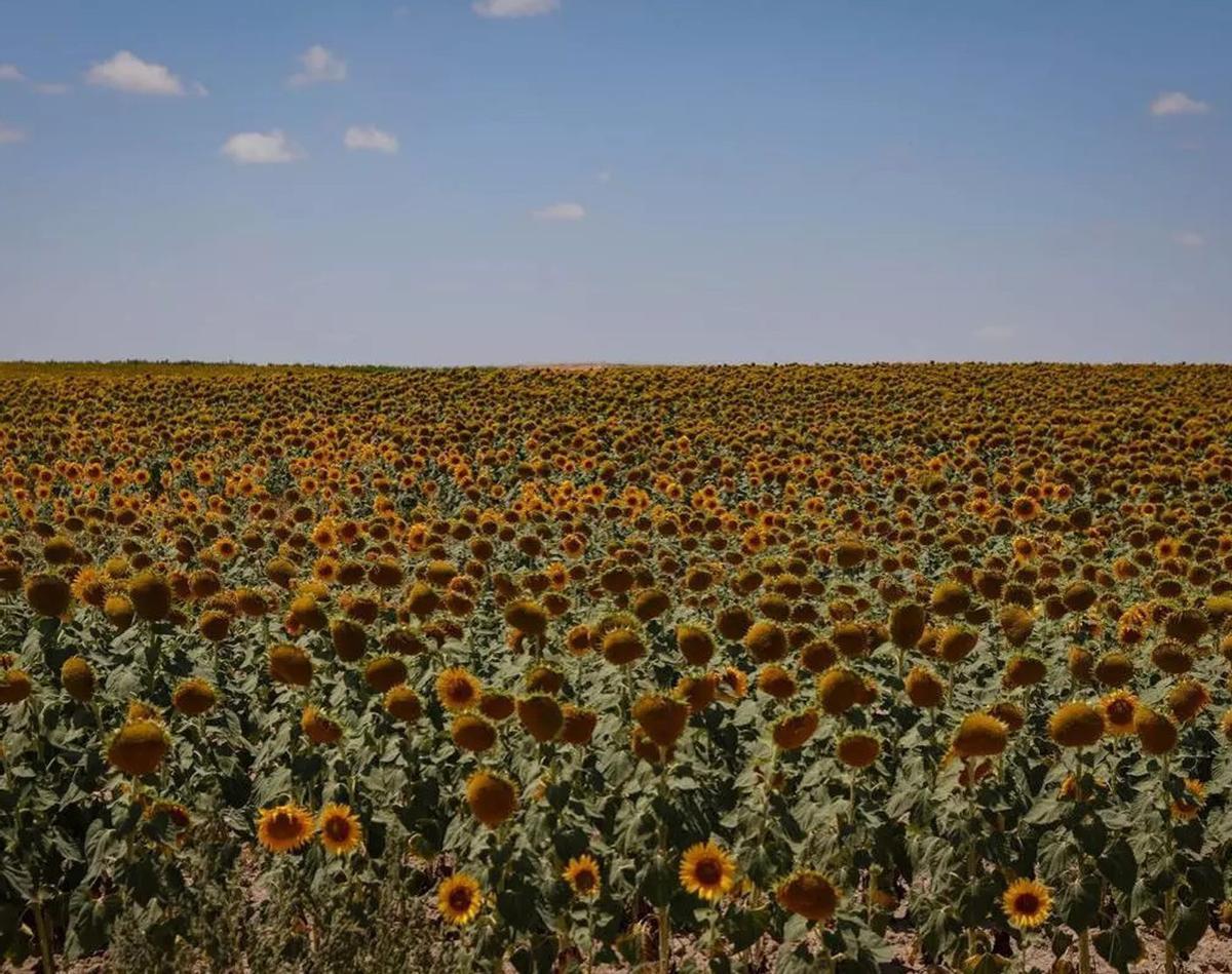 Paisaje lleno de girasoles ubicado en un municipio del Campo de Cartagena.