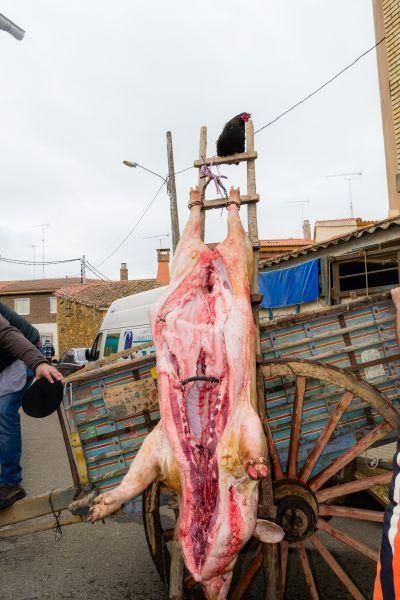 Matanza del cerdo en Tábara