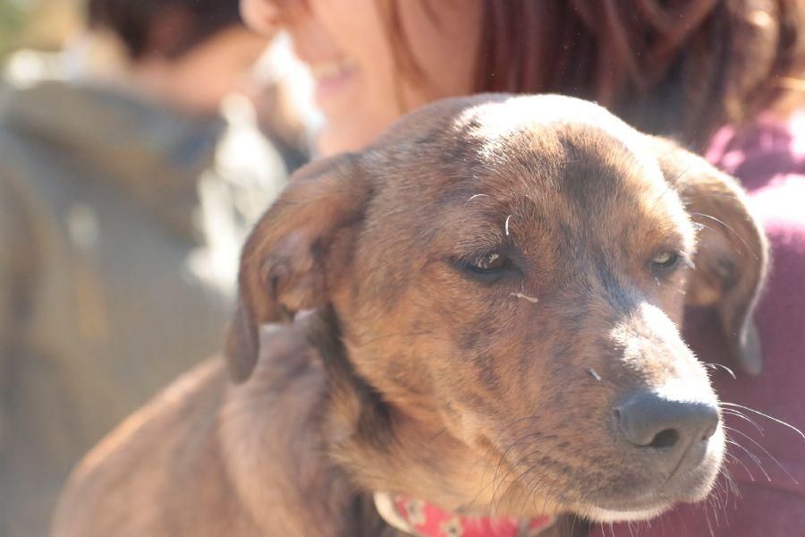 Concurso de perros en La Aldehuela