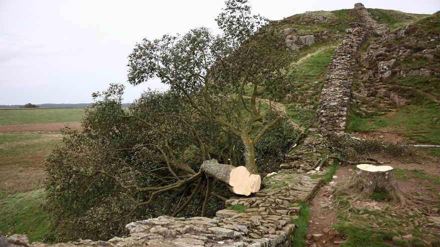 Detenido un menor por talar el &#039;árbol de Robin Hood&#039;, uno de los más famosos del Reino Unido