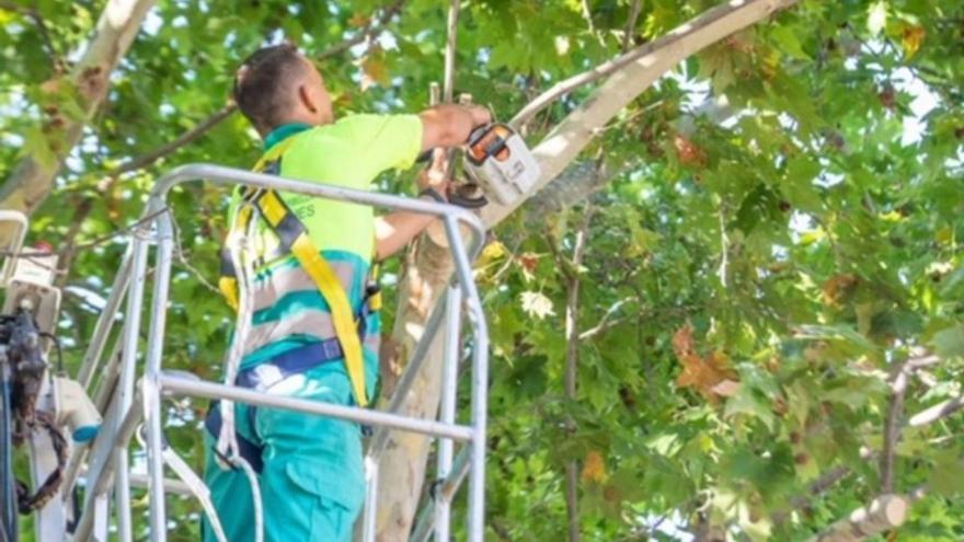 Un operario poda la copa de un árbol en Marbella.