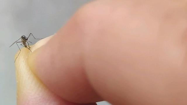 Uno de los mosquitos atrapados en Moaña. | MOSQUITO ALERT