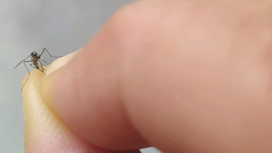 El mosquito tigre se multiplica en O Morrazo con 44 casos notificados en los últimos 12 días