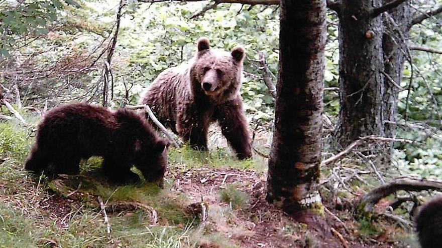 Ossos fotografiats al Parc Natural de l&#039;Alt Pirineu en una imatge d&#039;arxiu