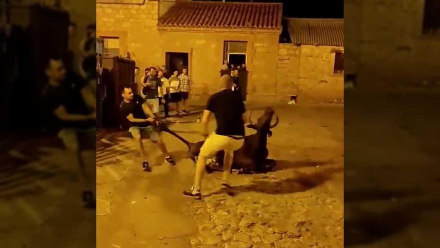 Arrosseguen per terra un boví ferit a les festes d&#039;un poble de Terol