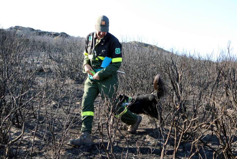 Un agent rural amb el gos ensinistrat en un dels focus de l'incendi de Roses,