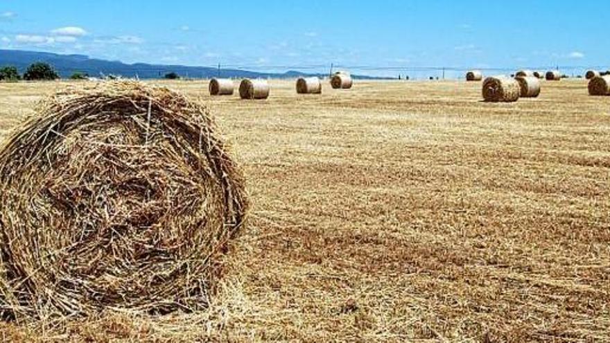 El Solsonès comença a segar el cereal en una campanya que serà molt bona