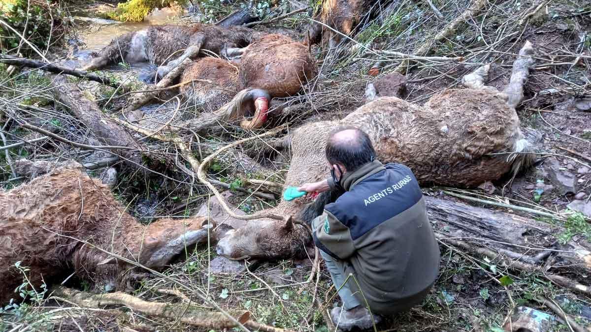 Retirada de los caballos muertos tras el ataque de perros salvajes en Escós (Pallars Sobirà).