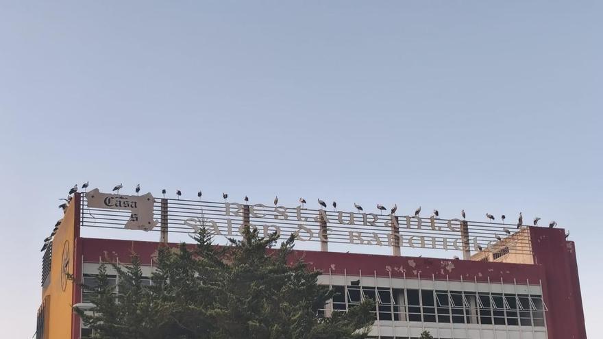 Centenares de cigüeñas se apoderan del cielo de Ontinyent como zona de paso en su migración