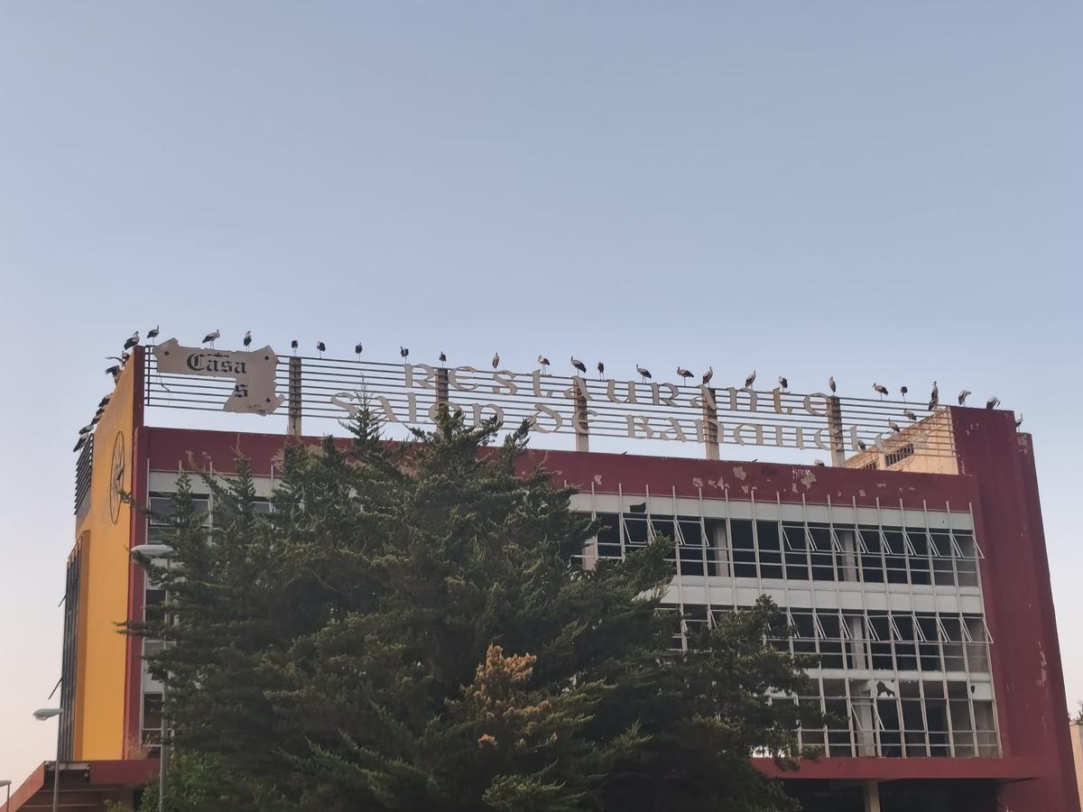 Cigueñas instaladas en la azotea de un edificio de Ontinyent.