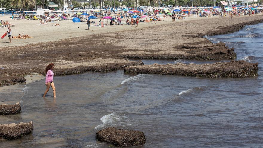 Los bañistas se abren paso entre las montañas de algas en el Postiguet