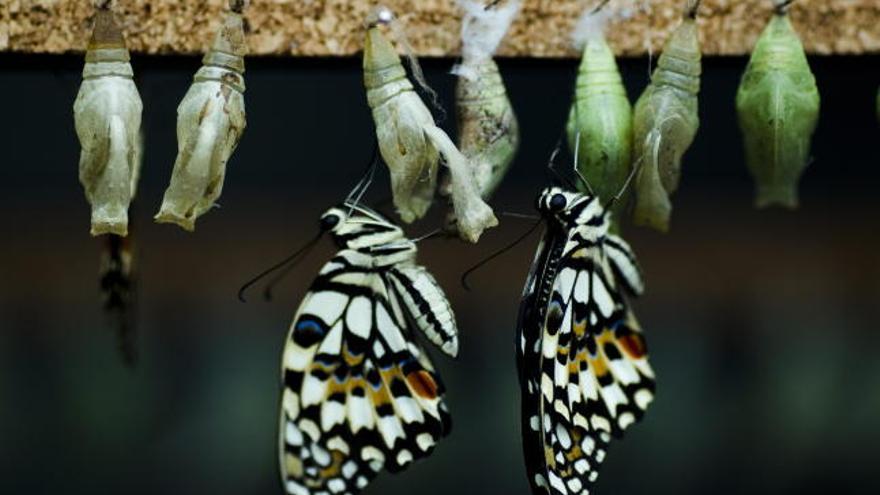 -Unas mariposas recien nacidas de la especie Papilio Demoleus que se pueden observar en el Mariposario de Benalmádena (Málaga), el más grande de España, en el que conviven más de cien especies diversas a lo largo del año procedentes de América, Asía o África.