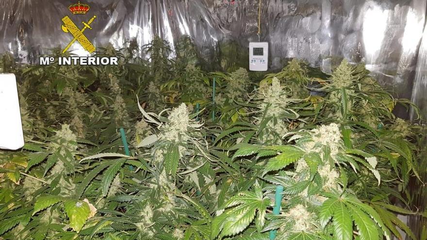 Desarticulado un &#039;bunker&#039; con 78 plantas de marihuana, serpientes y tarántulas