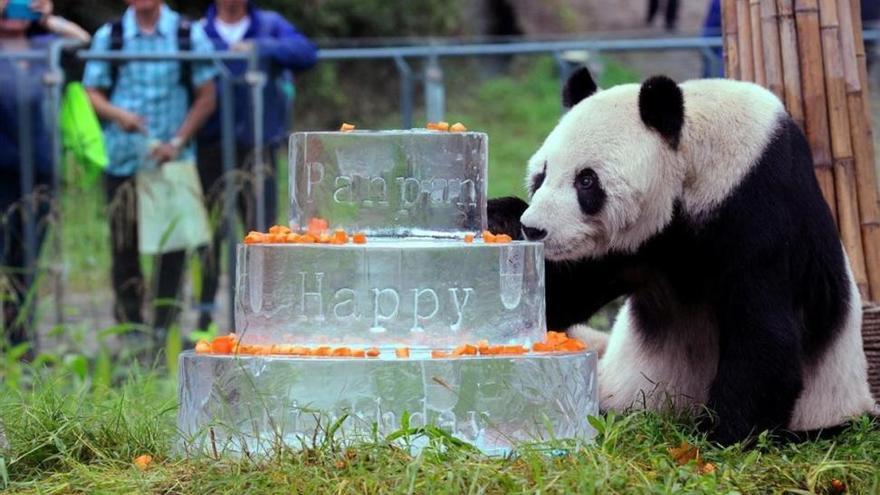 Muere Pan Pan, el oso panda más viejo del mundo