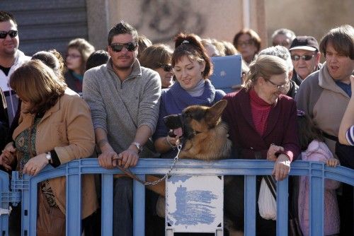 Bendición de animales en Cartagena por San Antón