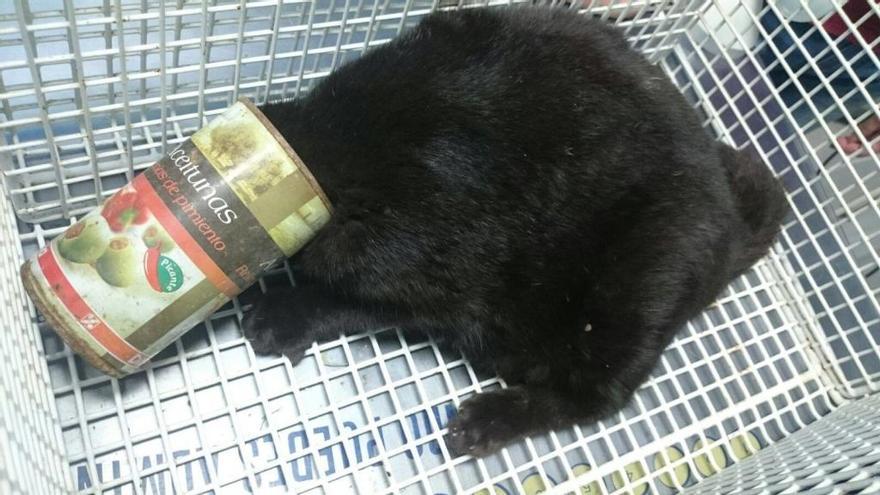 El gato con la cabeza metida en una lata de aceitunas.