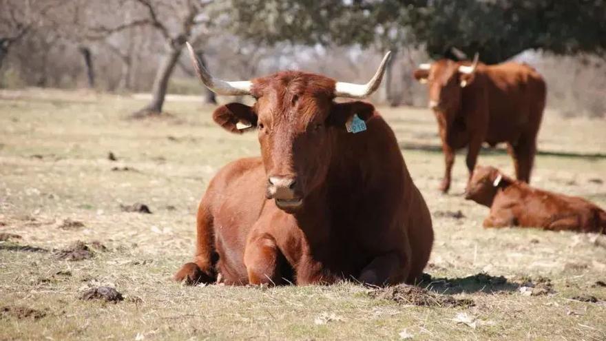 Dos detenidos por estafar a nueve ganaderos de Tarifa en la compra de 113 reses