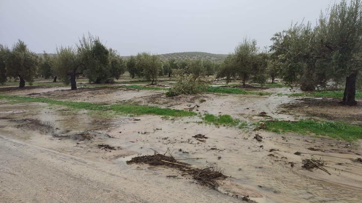 Olivares anegados en Baena, hace unos días.