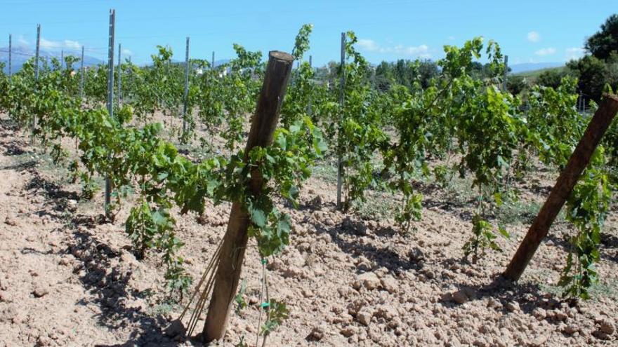 Imatge d&#039;un terreny de vinya a l&#039;entorn de Solsona.