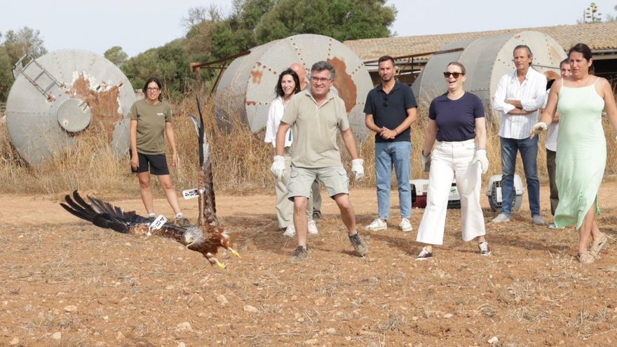 Prohens suelta tres milanos reales en una finca de Campos