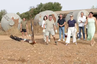 La liberación de tres milanos reales en Campos