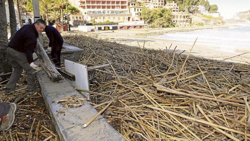 Las cañas se han adueñado del litoral del Port. j. mora