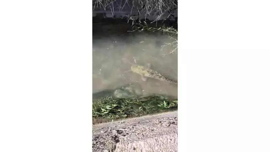 Los siluros se expanden al río Albaida y remontan hasta el azud de Antella
