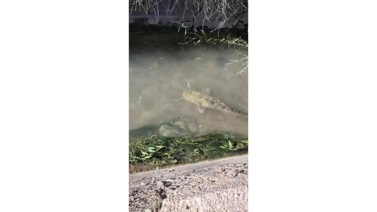 Los siluros se expanden al río Albaida y remontan hasta el azud de Antella
