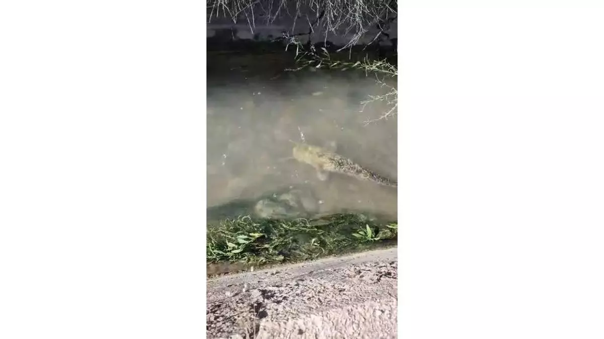 Los pescadores alertan de la llegada del siluro al Albaida y al azud de Antella