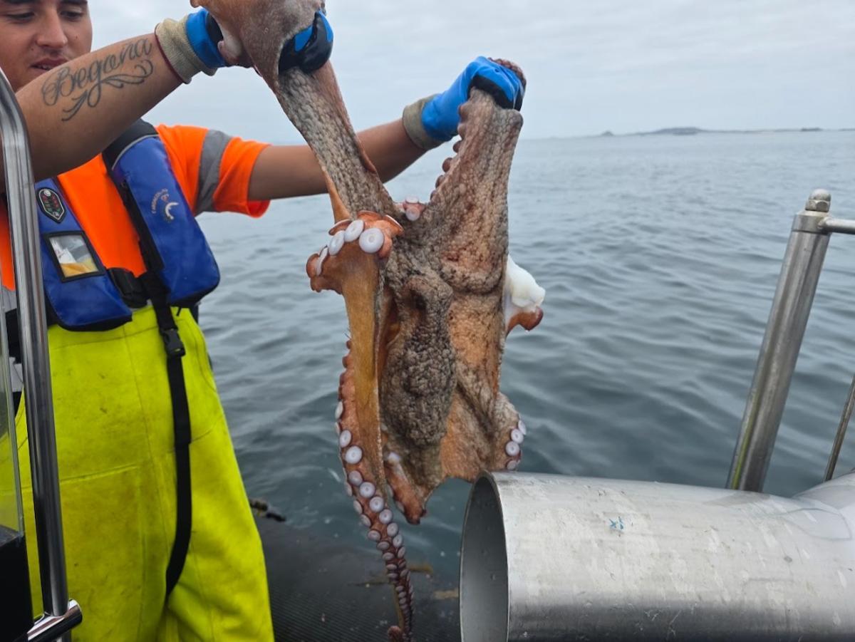 Un miembro de Gardacostas procede a devolver al mar un pulpo extraído de una nasa ilegal.