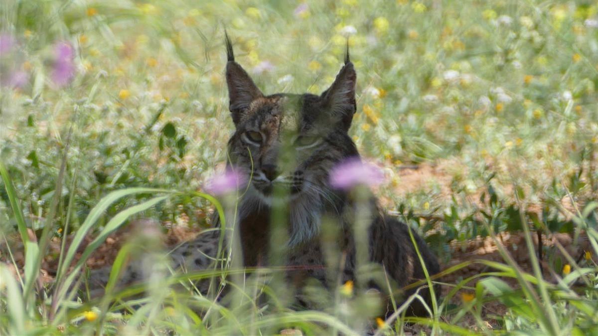 Lince ibérico fotografiado por los Agents Rurals de la Generalitat en el área metropolitana de Barcelona. Se trata de Litio, un ejemplar liberado en Portugal.