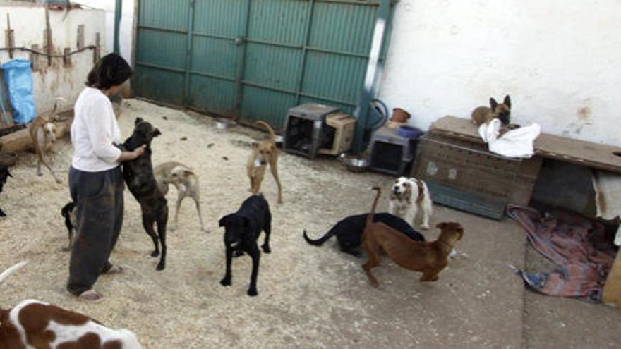 Gabriella Cavalieri, presidenta de Okapi, y una voluntaria, ayer, con los perros que tiene alojados en su casa. i FUSELLI