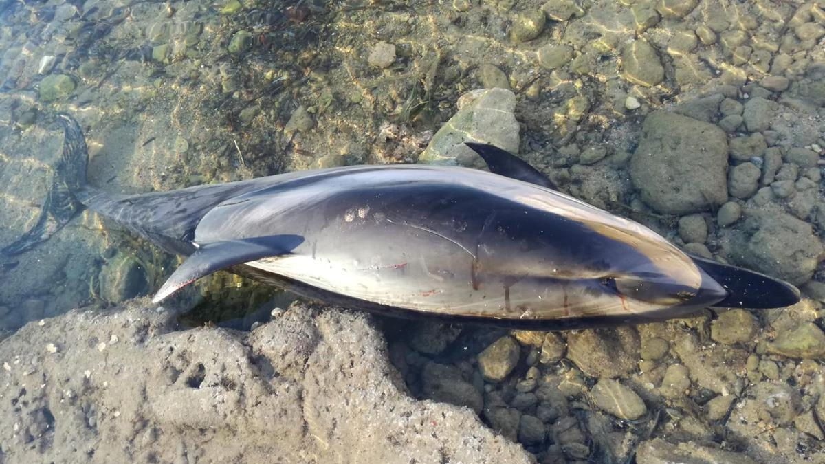 Imagen del ejemplar hallado en el acantilado bajo de San Roque en Torrevieja