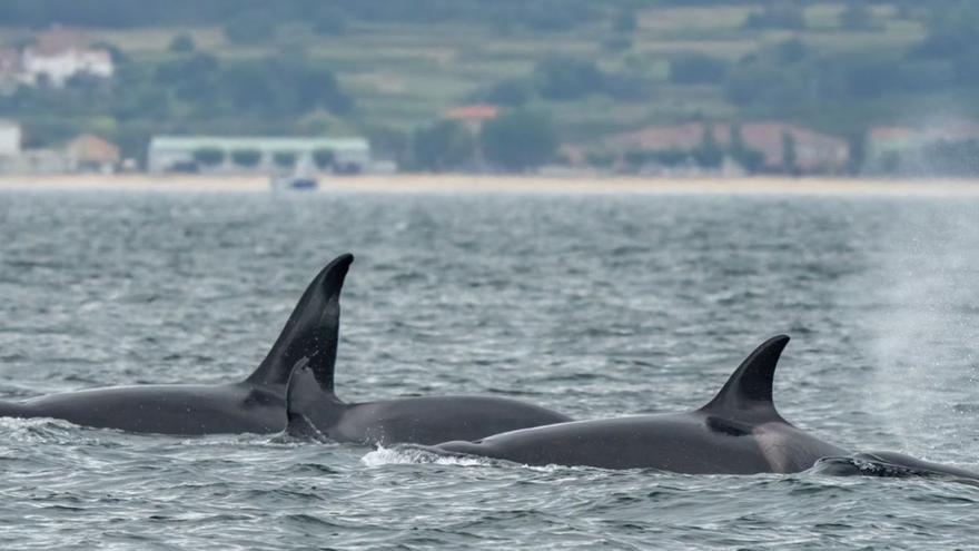La reciente visita de las orcas a la ría de Arousa vuelve a convertirlas en protagonistas.