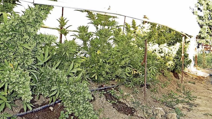 Desmantelado un punto de cultivo y venta de marihuana en La Coronada