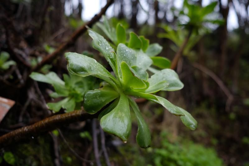 Fontanales, Moya.  Tiempo lluvia otoño  | 04/12/2019 | Fotógrafo: José Carlos Guerra