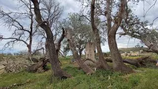 Denuncian la muerte de árboles tras el dragado del río Vélez