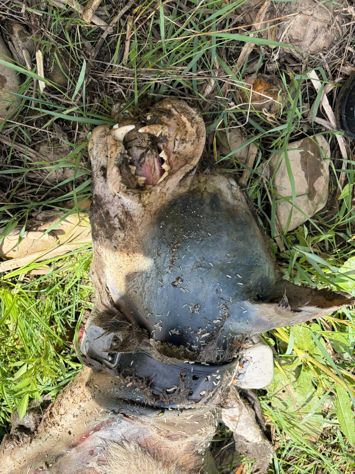 Lobo abatidos a tiros en Zamora