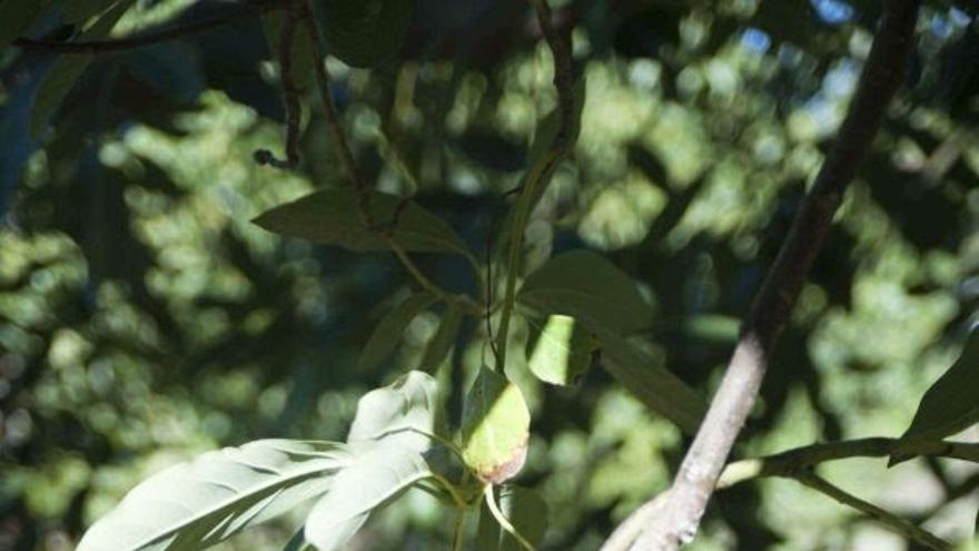 Plantas de aguacate