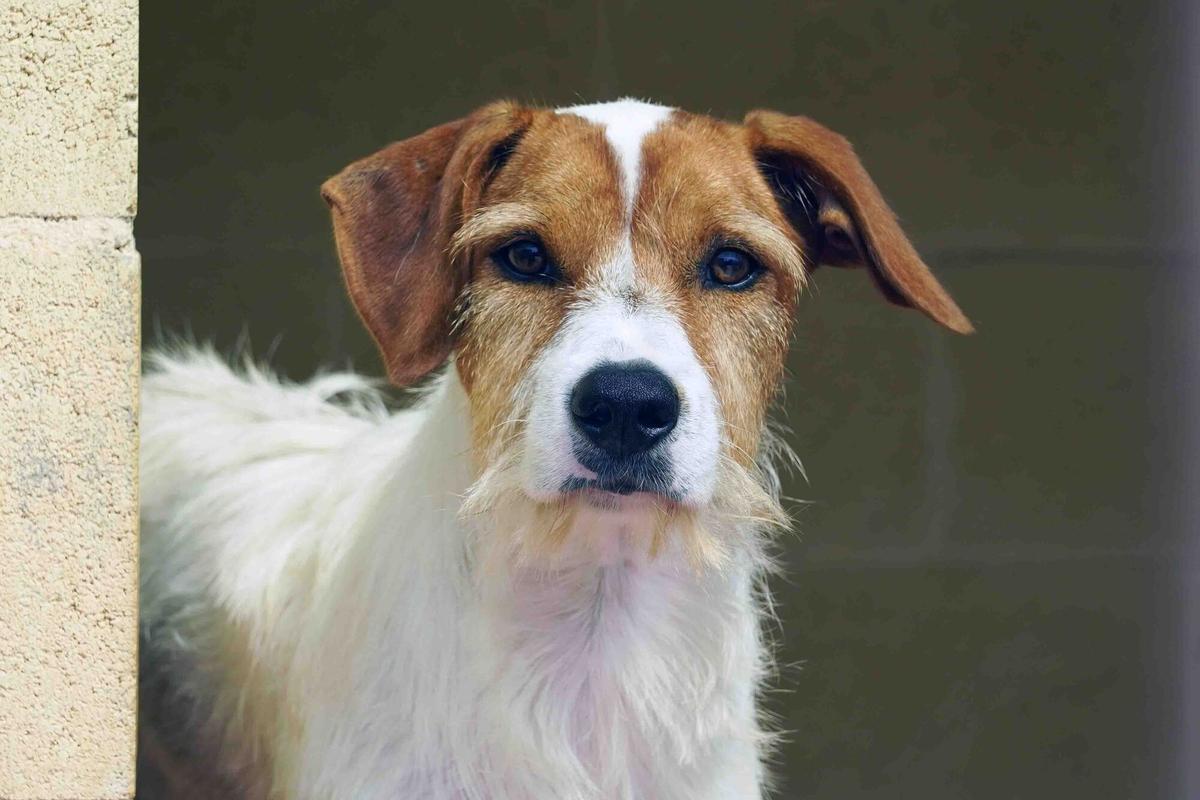 MLG 13-09-2024.-Varios voluntarios realizan tareas de curas y velan para salvaguardar el bienestar de los animales en la Sociedad Protectora de Animales y Plantas de Málaga