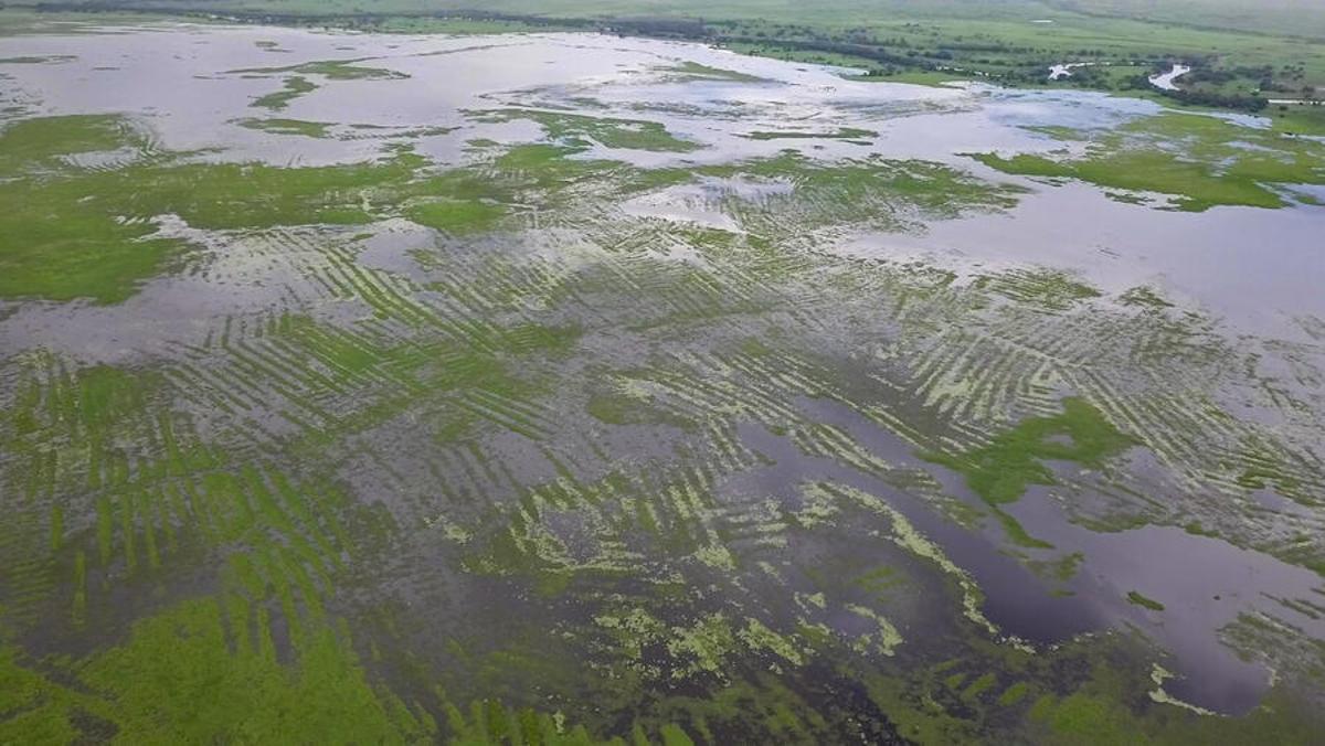 Os sistemas de campos elevados prehispánicos de La Mojana, no Caribe colombiano, son tan extensos que poden observarse desde un avión a enorme altitude