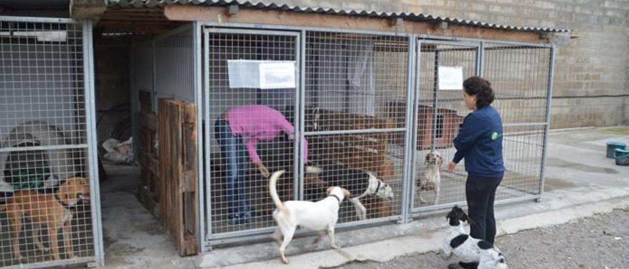 En lo que llevamos de 2014, casi la mitad de perros llegados a la perrera local han sido adoptados.