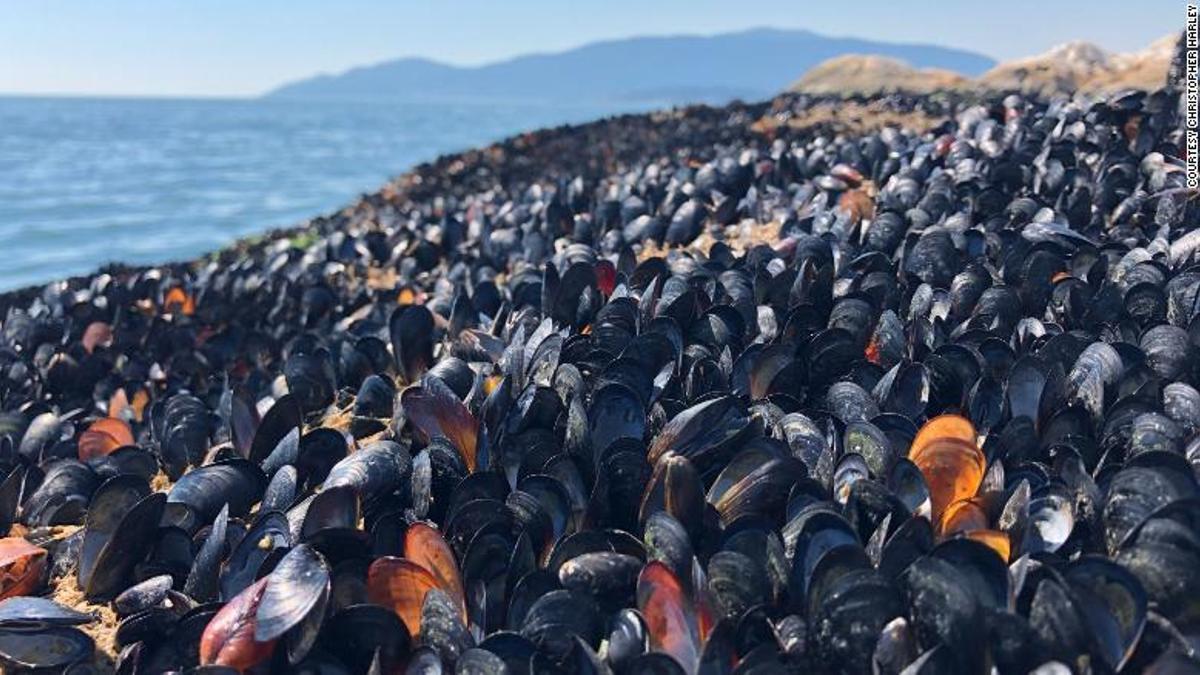 Millones de mejillones y amejas muertos por la ola de calor en Canadá